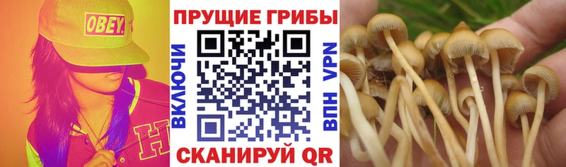 Псилоцибиновые грибы Psilocybe  мега вход  Энем 